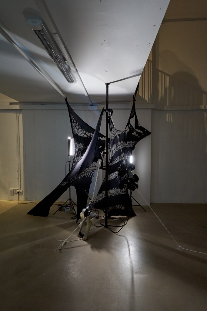 Image Credit: Quinn Lum